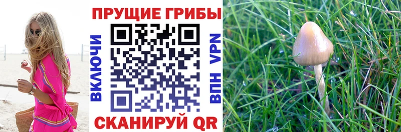 площадка как зайти  Курганинск  Галлюциногенные грибы Psilocybine cubensis 